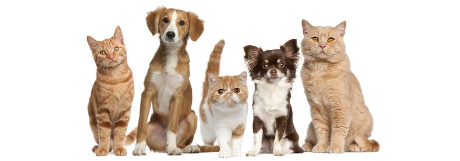 Line of Young Pets