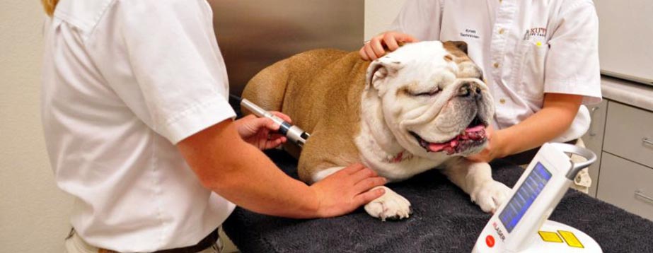 Bulldog Getting Laser Therapy